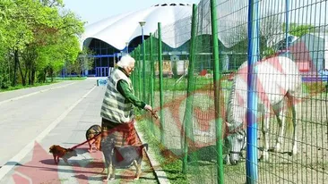 Menajeria circului se pregateste de stramutare