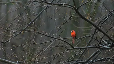 Vremea ne mai face o surpriză! Plăcută sau neplăcută, ce crezi? Află prognoza pentru următoarele două săptămâni!