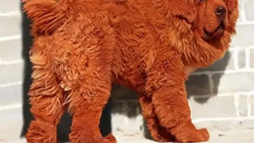 Uite cainele de 1 milion de lire sterline