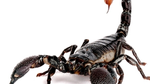 Ucenici teroristilor vor sa atace avioanele cu scorpioni, paianjeni, viespi sau serpi