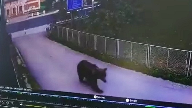 Alertă în Dâmbovița! Un urs s-a plimbat nestingherit pe străzile din localitatea Vulcana Băi