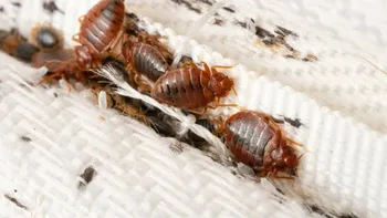 Insecta care a invadat Bucureștiul din cauza căldurii. Avertismentul autorităților