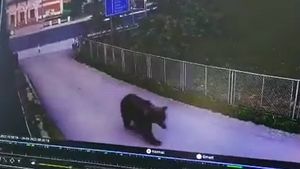 Alertă în Dâmbovița! Un urs s-a plimbat nestingherit pe străzile din localitatea Vulcana Băi