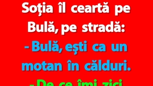 BANC | "Bulă, ești ca un motan în călduri"