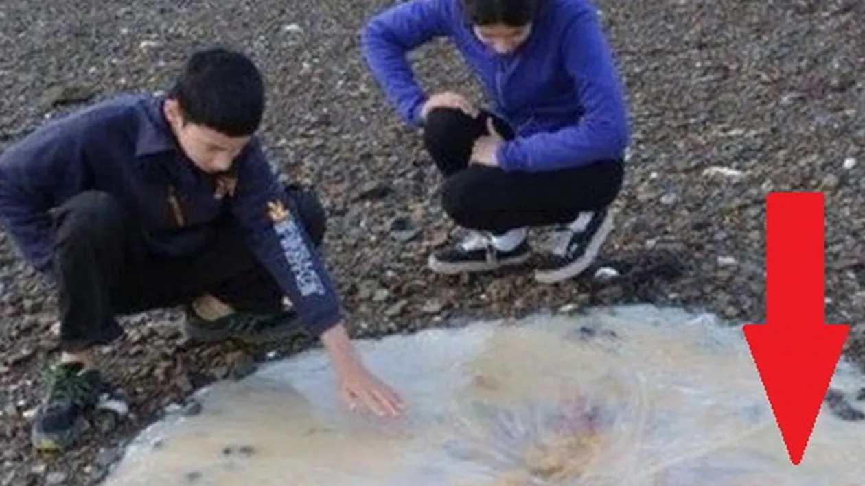 Descoperire SOCANTA pe o plaja din Australia! Cercetatorii au ramas masca: Ne-a taiat respiratia