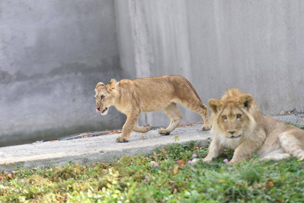 Leon și Tina, perechea de lei tineri de la Zoo Craiova
