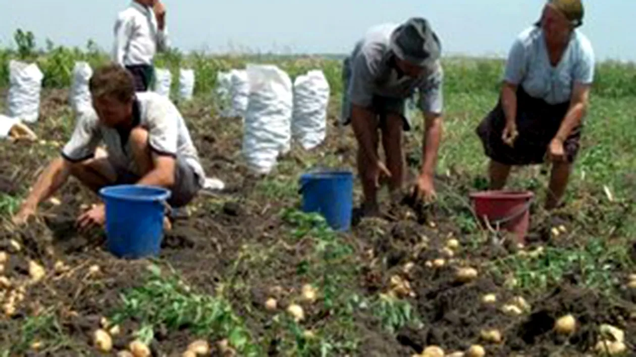 Britanicii ii prefera pe romani pentru munca in agricultura!