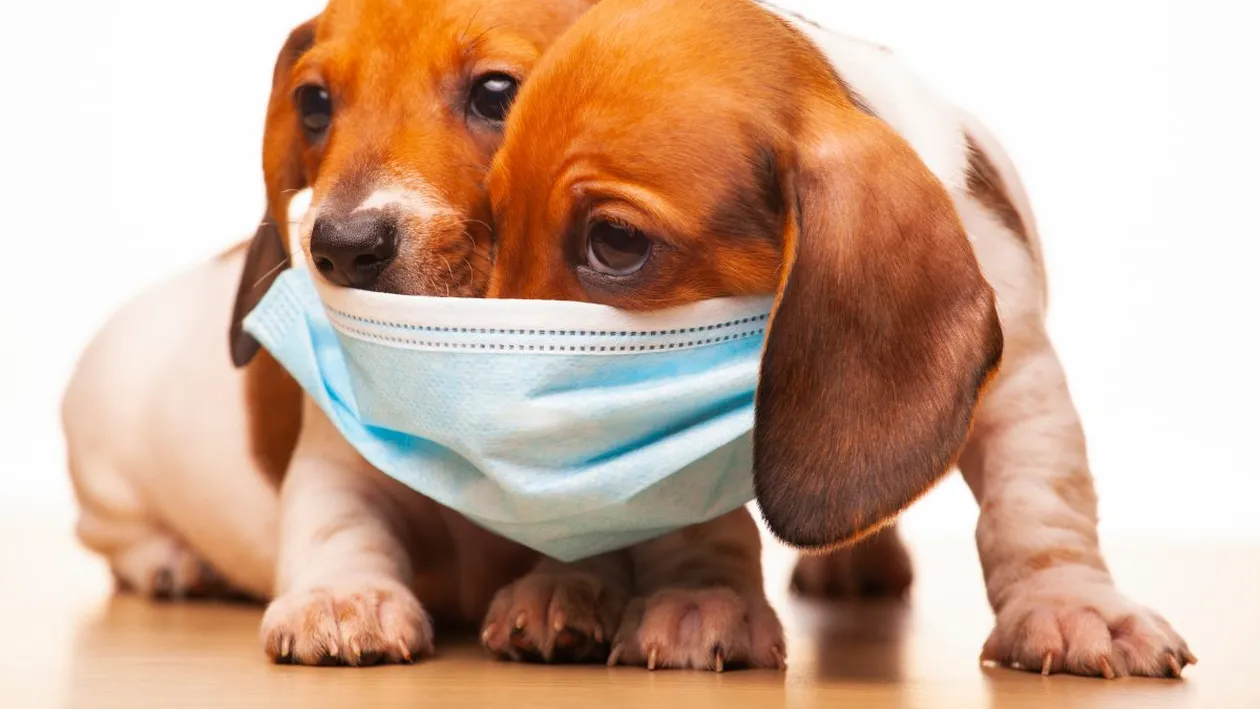 Cea mai drăgălașă metodă prin care poți afla dacă ai sau nu COVID-19. Testul are o acuratețe de aproape 100%