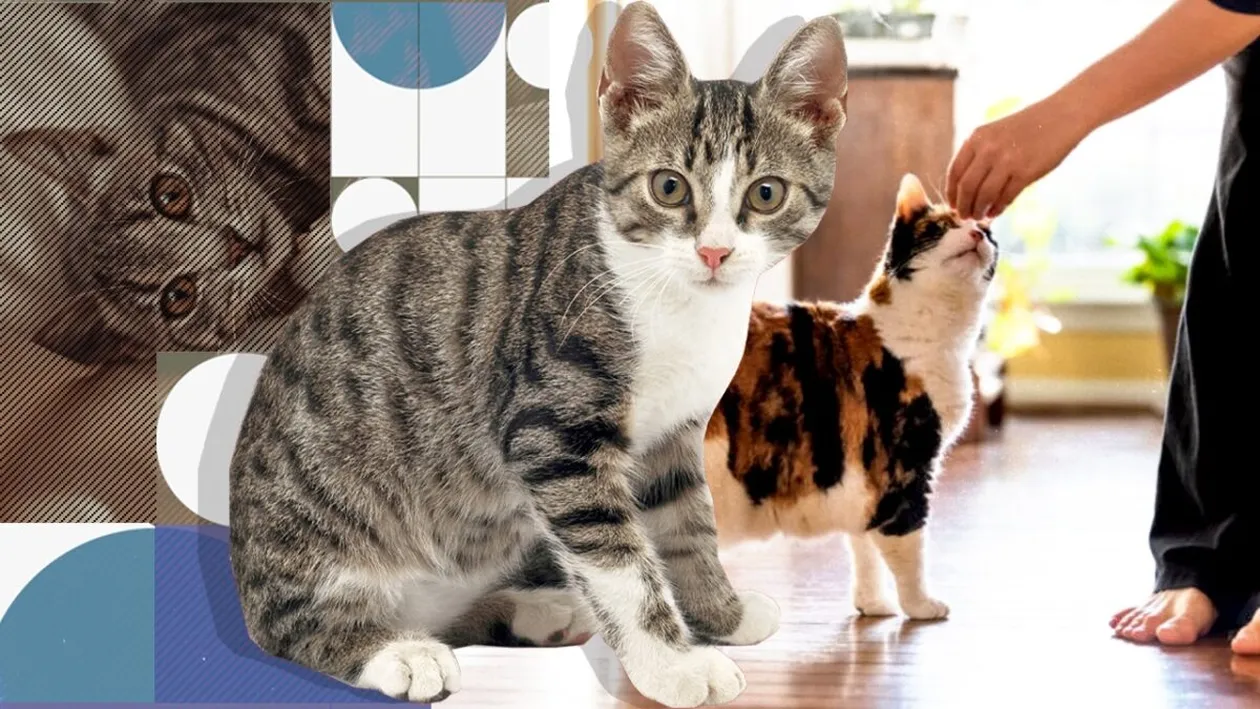 Ce se întâmplă cu mintea pisicii tale când aduci un nou membru acasă. Nu ține cont nici dacă e un bebeluș