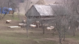 Localitatea din România care este în pragul dispariției! Doar 7 oameni mai locuiesc aici: ”Ne mănâncă sălbăticiunile”
