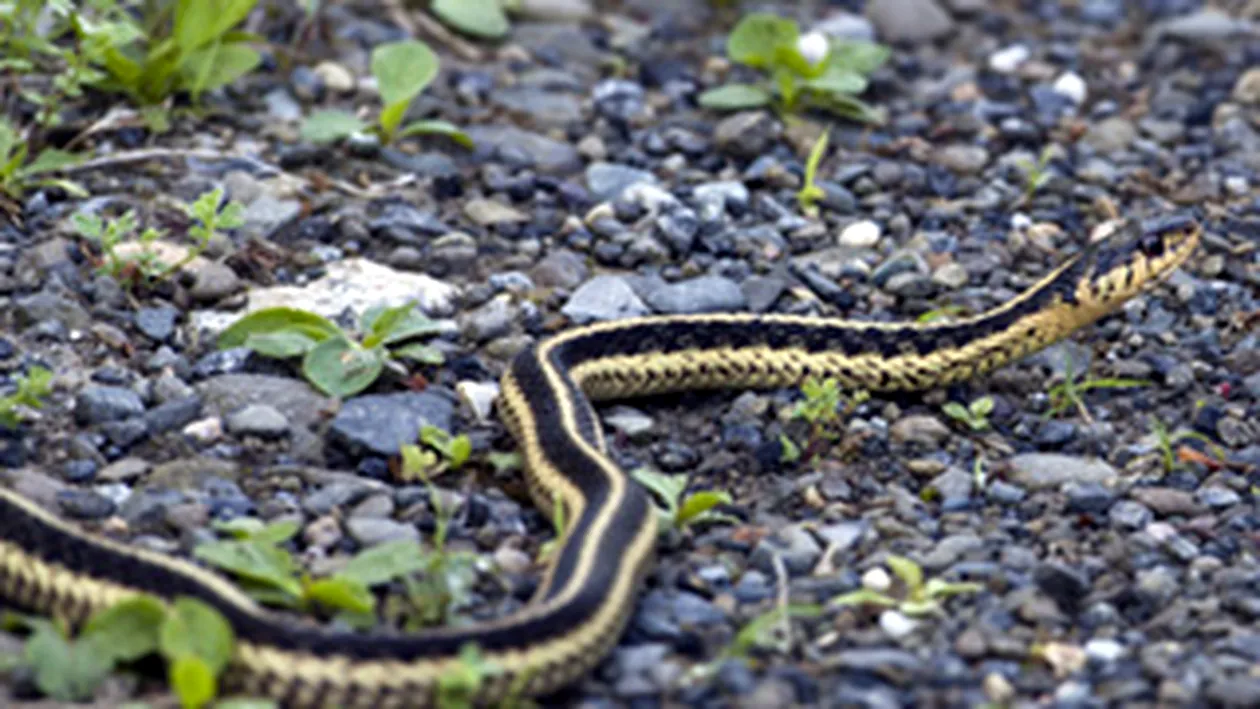 Un turist din Piatra Neamt a fost muscat de o vipera pe Ceahlau!