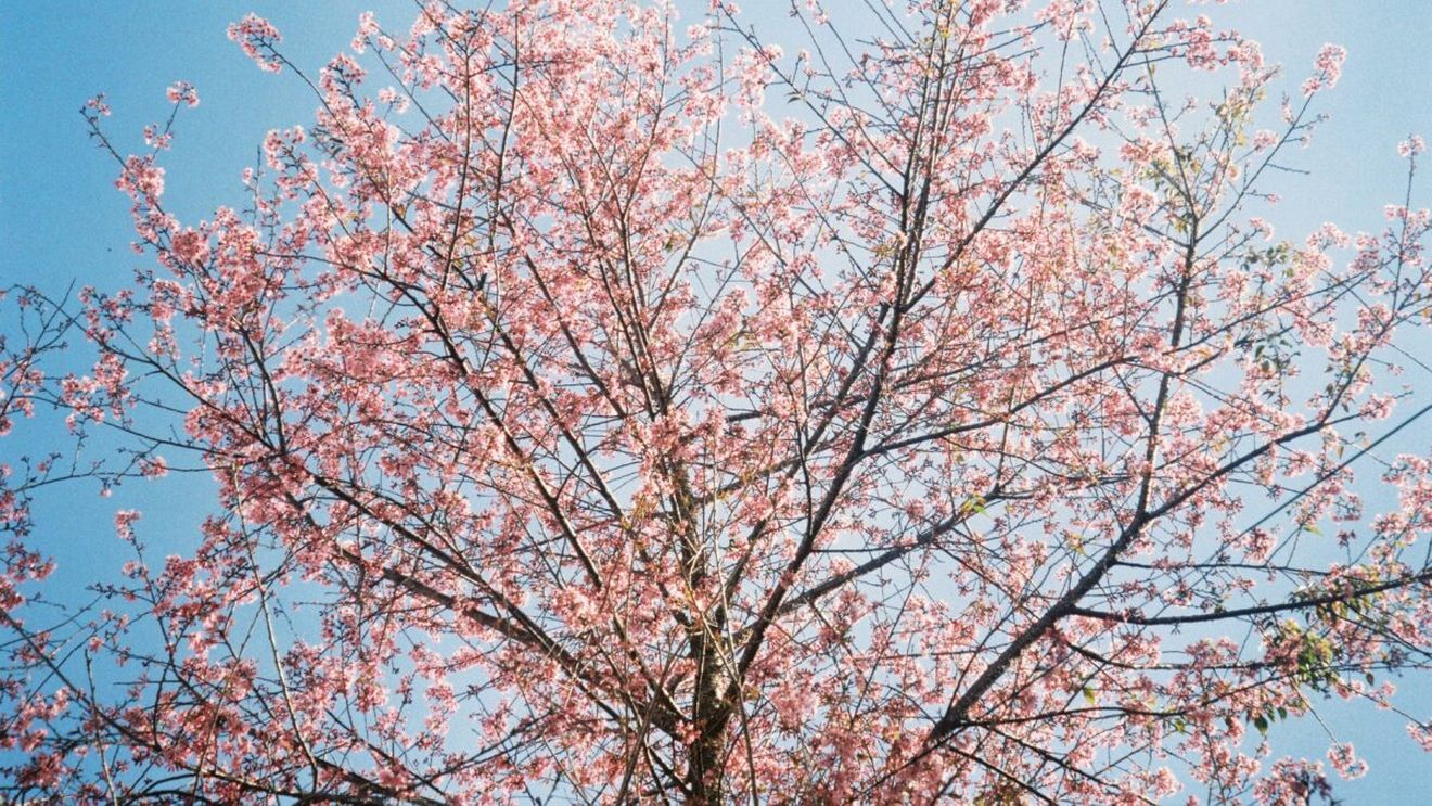 Prognoza meteo azi, 13 martie 2026. Primăvara se încălzește brusc în vestul României: temperaturile urcă până la 18 grade în Banat și Crișana