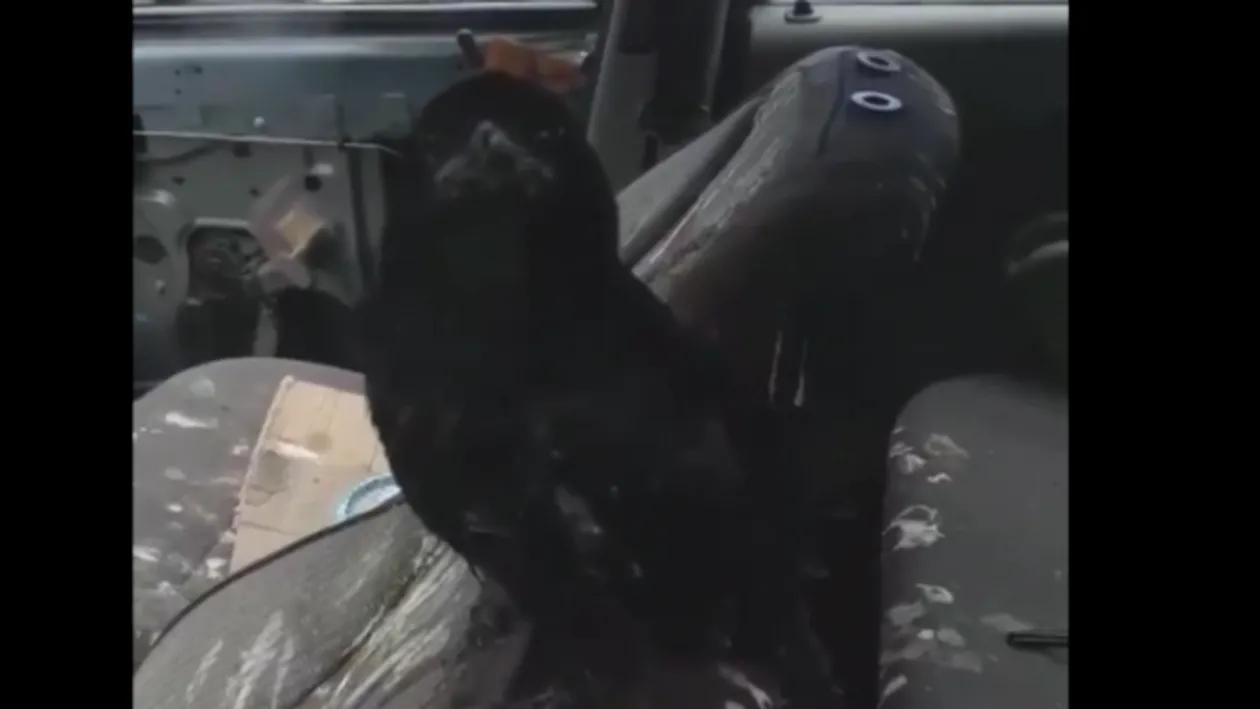 Imagini incredibile în Satu Mare! Cum a reușit o cioară să distrugă interiorul unei mașini - VIDEO
