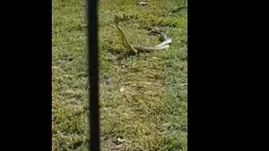 Şerpi de peste un metru lungime, într-un loc de joacă din Dolj!
