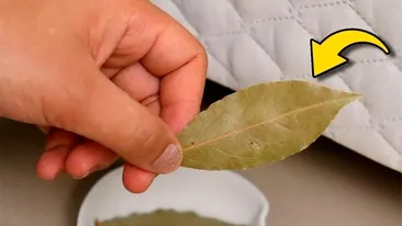 Ce se întâmplă dacă pui o frunză de dafin sub pernă, înainte să te culci