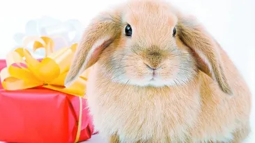 Tot ce trebuie sa stii despre iepuras, ca animal de companie