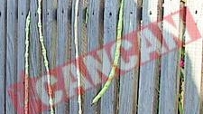 Rosii-gigant in Mehedinti si pastai de un metru in Dolj