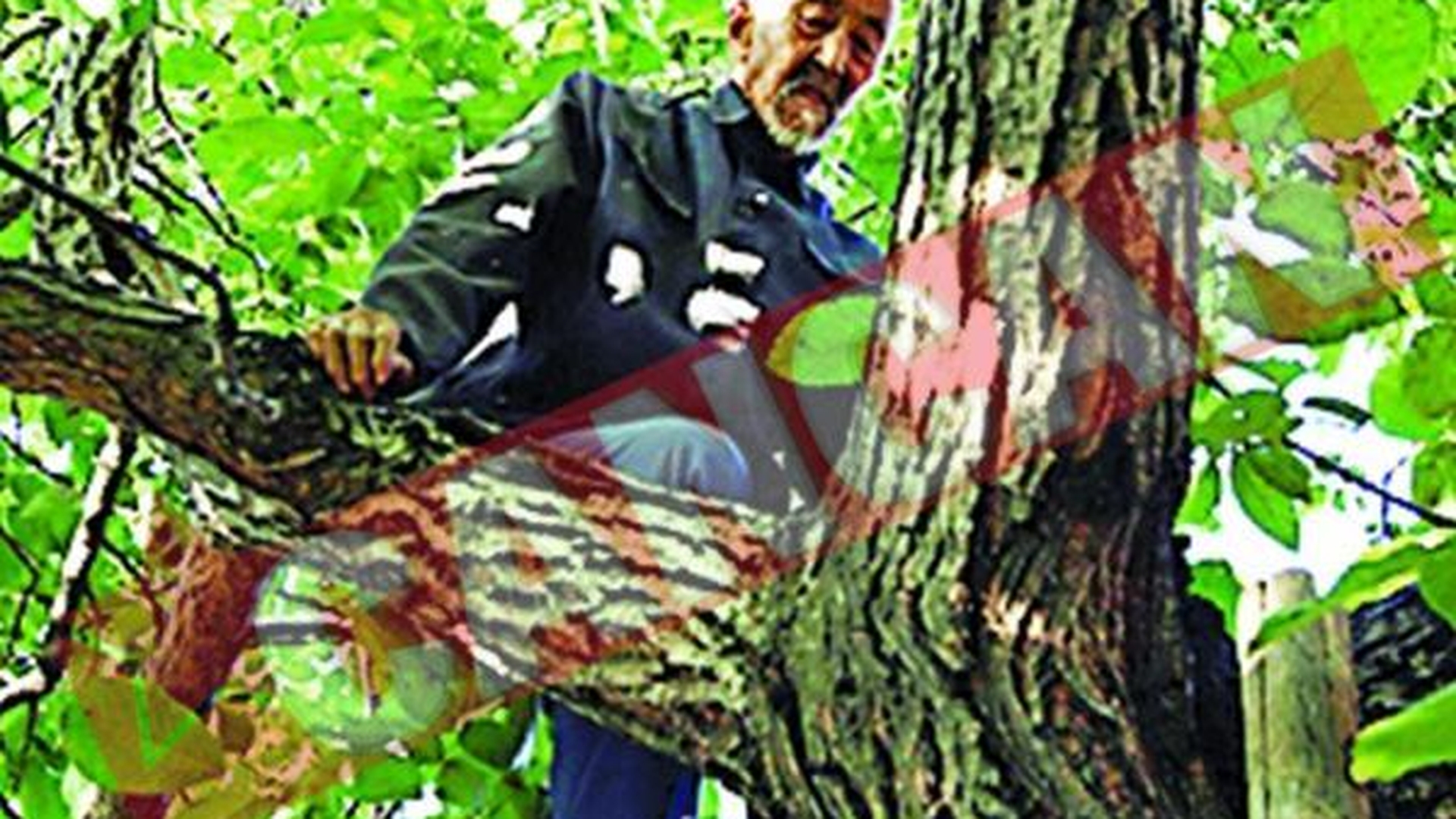 Se catara in copaci la 90 de ani