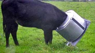 Si-a prins capul in cuva de la masina de spalat