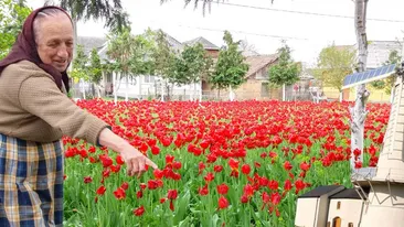 Casa ei a devenit loc de ”pelerinaj”! Ce a apărut în grădina unei maramureșence