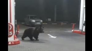 Haos în benzinăria de la Azuga! Doi urși se plimbă printre pompe! Oamenii s-au refugiat în stația peco VIDEO