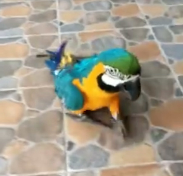 Nuţu demonstrează afecţiune faţă de copii şi animale
