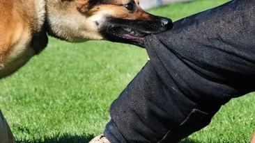 Ce semnificaţii are visul în care te muşcă un câine?