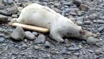 VEZI AICI Cum arata vaca din Marea Britanie care a fost confundata cu un urs polar