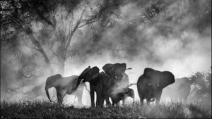 Misterul elefanților „fantomă" din Africa! După decenii de legende, au fost în sfârșit găsiți