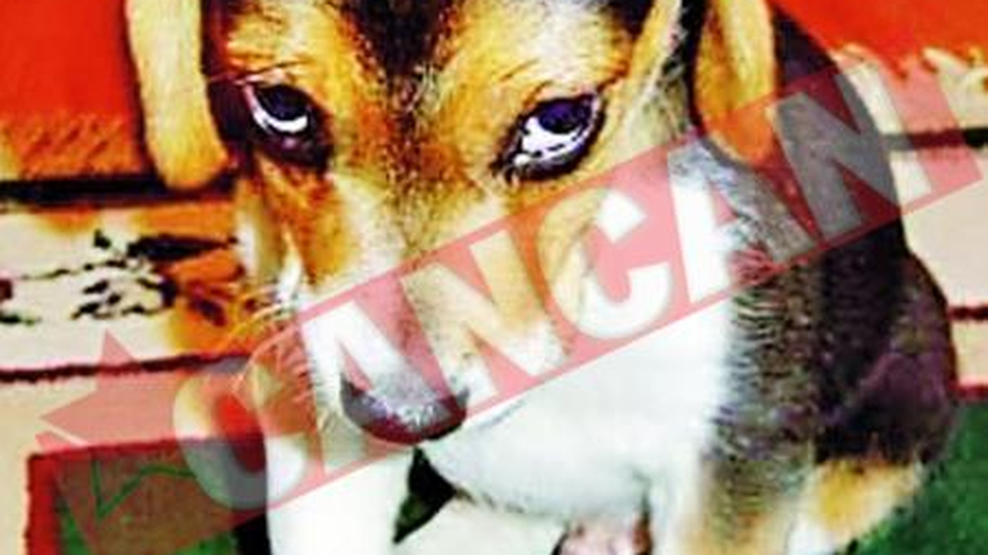 Antidepresive pentru animale