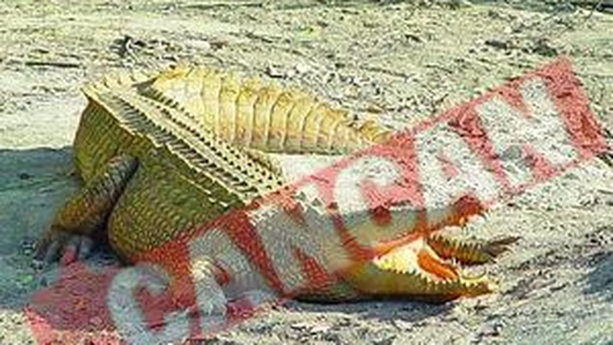 Monica, la vanatoare de bivoli, antilope si crocodili