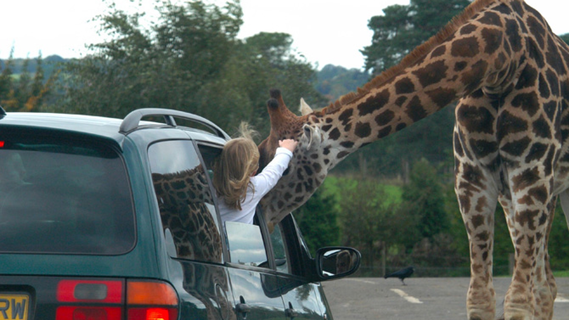 O girafa a incurcat traficul in Anglia! Vezi ce le-a facut trecatorilor!