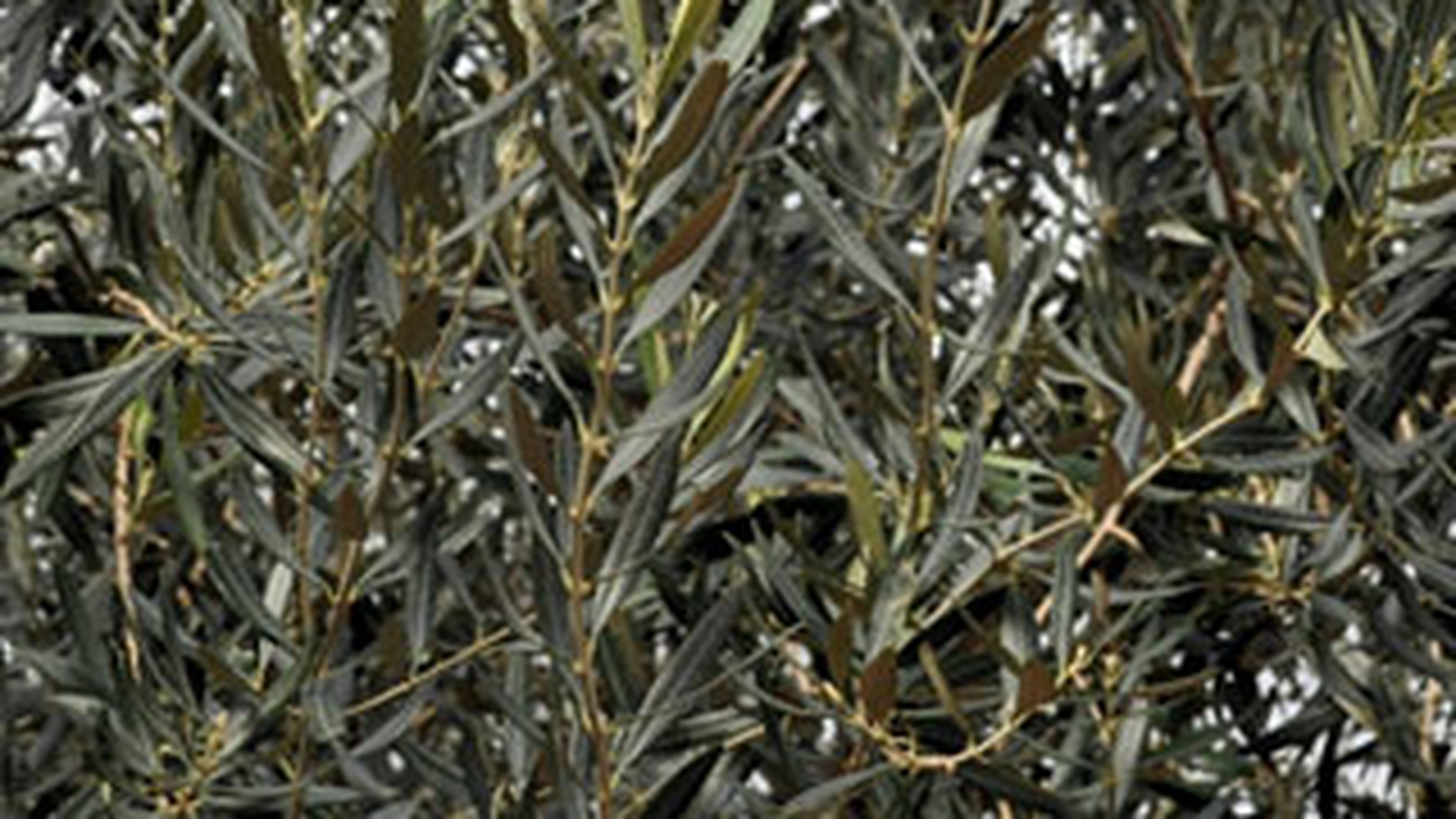 La un pas de tragedie! O salcie s-a prabusit peste o familie care se plimba prin parc, in Bacau