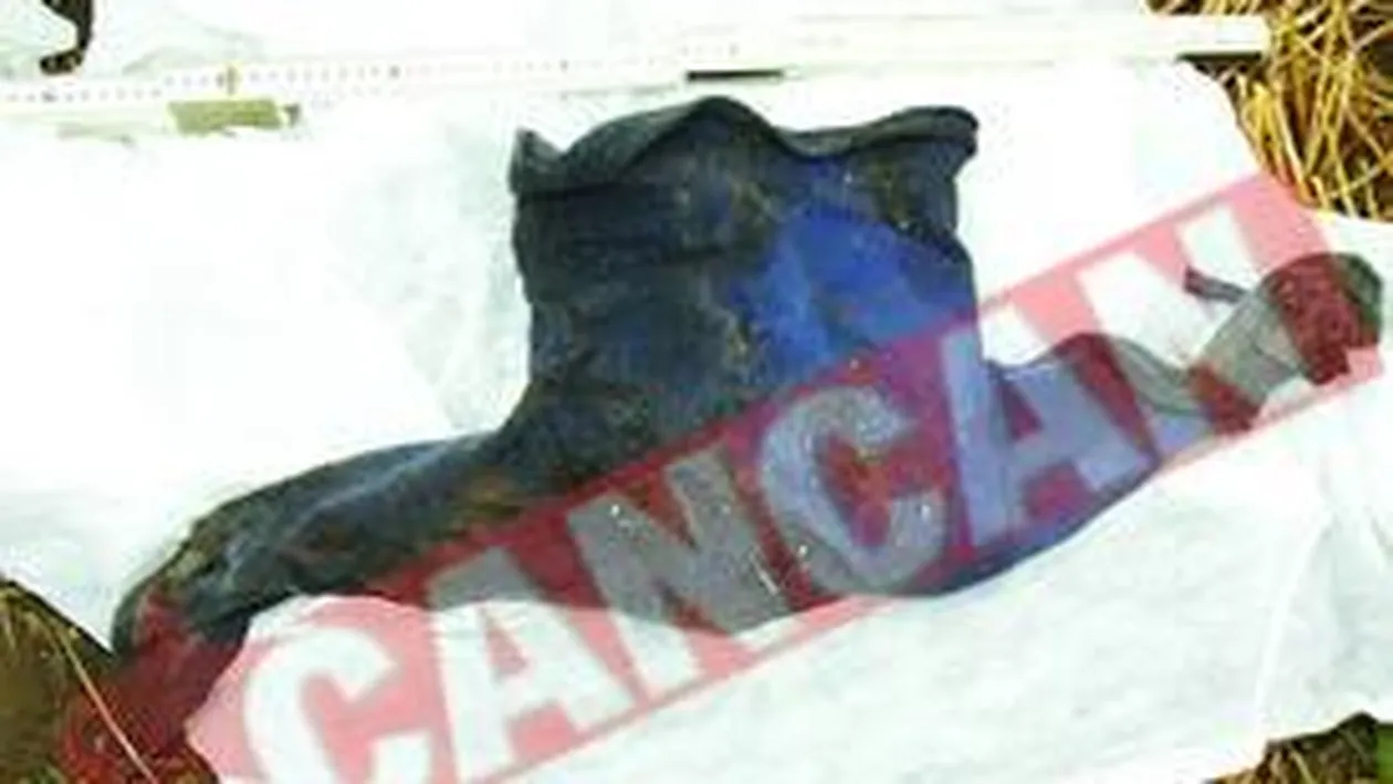 Baietel de 3 ani, devorat de sacali