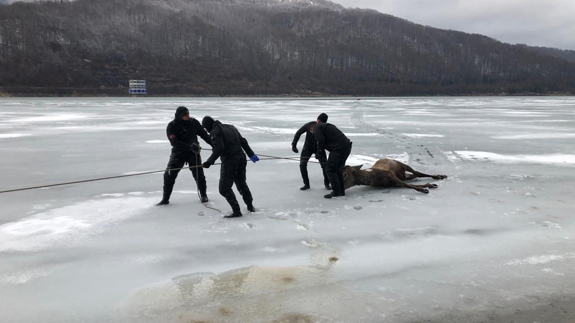 Imagini tulburătoare! Pompierii încearcă să salveze un cerb căzut într-un lac înghețat din Brașov! VIDEO