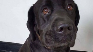 Adevărul SFÂŞIETOR din spatele acestei imagini! Tiago este un labrador de 10 ani a cărui poveste a devenit virală