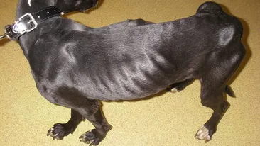 O să-ţi dea lacrimile! Şi-au ţinut câinele închis într-o maşină şi înfometat! Vezi ce au păţit pentru dovada lor de cruzime!