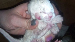 A învins moartea! Pisica cu două capete i-a uimit pe medicii veterinari! 