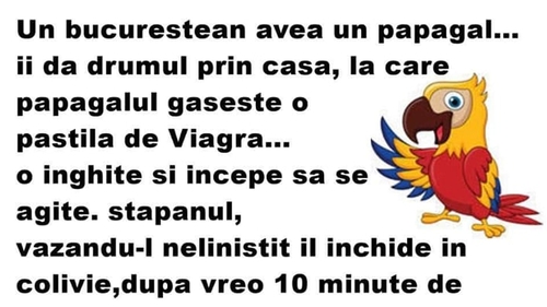 BANCUL ZILEI | Un bucureștean avea un papagal. Îi dă drumul prin casă și găsește o pastilă de Viagra