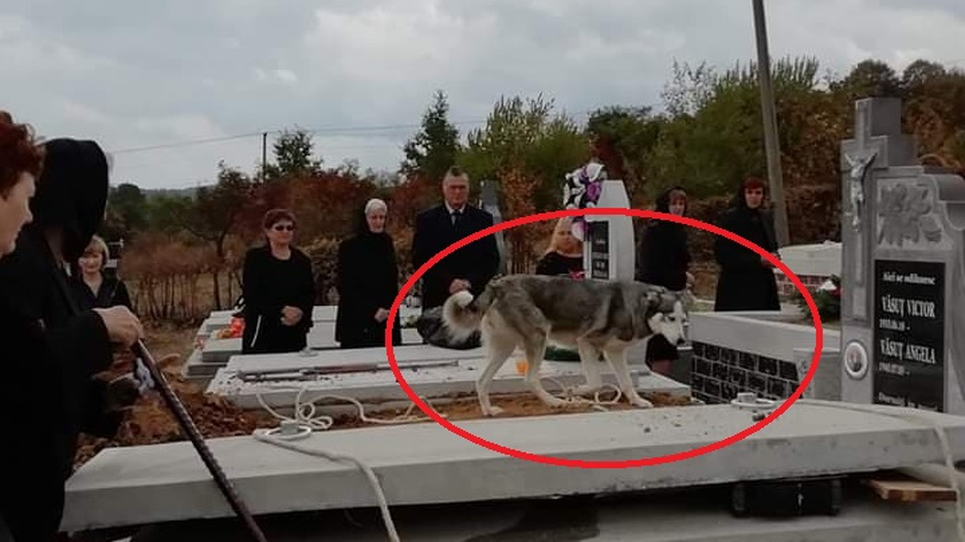 Satu Mare: momentul în care un câine a venit la înmormântarea stăpânului său! Ce a urmat: oamenii au început să plângă