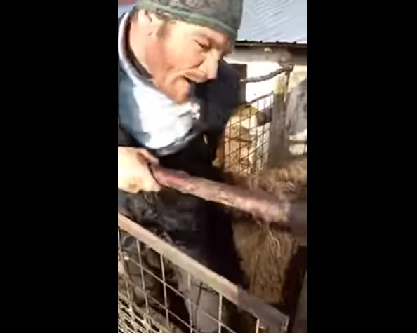VIDEO / „Aurel, prinde oaia”! Viralul inceputului de an! Ce pateste un barbat intr-un tarc de animale