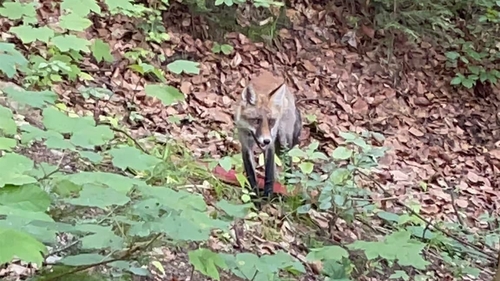 A crezut că nu vede bine! Ce animal sălbatic a fotografiat un ieșean, în timp ce se plimba în Parcul Copou