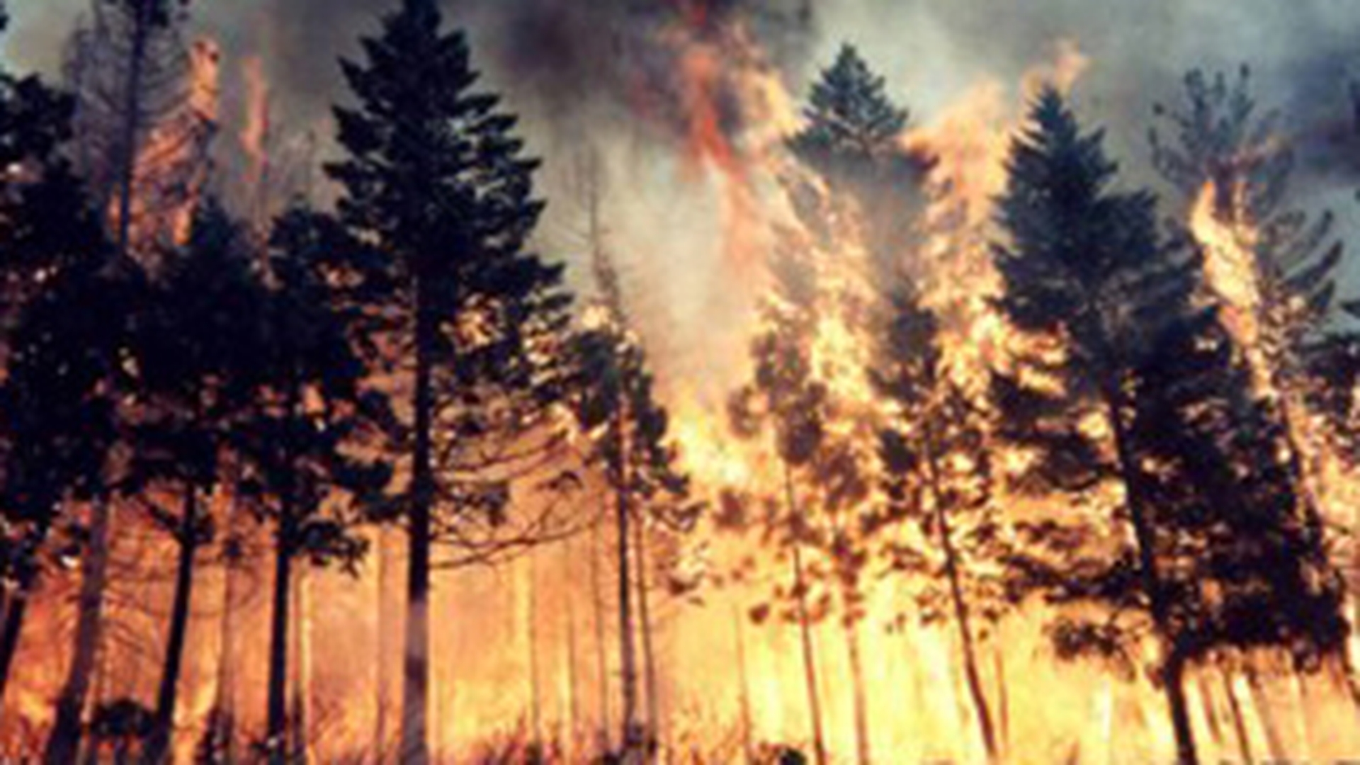 Sase hectare de padure au ars in Mures!