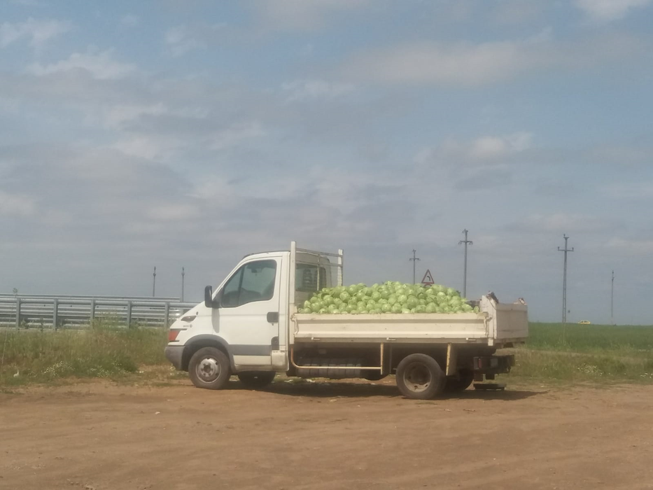 Varza de la Moțăței s-a făcut în cantitate mare anul acesta