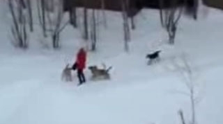 VIDEO O fata este atacata de o haita de caini... si nu traieste in Romania