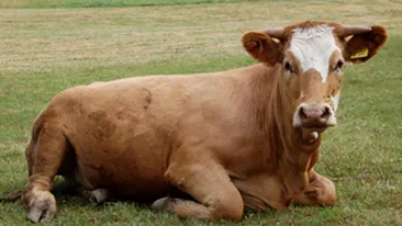 Pompierii au salvat o vaca ce cazuse intr-o groapa adanca de cativa metri!