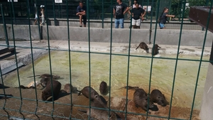 Și animalele de la Zoo suferă din cauza caniculei. Cum sunt îngrijite la Craiova, la peste 35 de grade Celsius