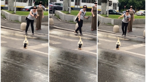 Iulia Albu, detronată! O bucureșteancă a ieșit la plimbare cu rața. VIDEO HAIOS 😆 😂