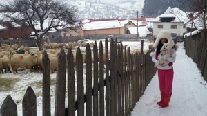 Adelina Pestriţu, ciobănaş cu 300 de oi! Şi-a dus căţeluşa la stână