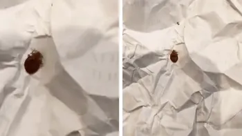 Ploșnițe într‐un liceu cunoscut din Capitală! Părinții fac acuzații grave: ”Copiii se tem să mai stea în bancă”